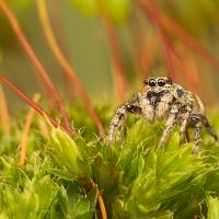 Zebra Spider 1 